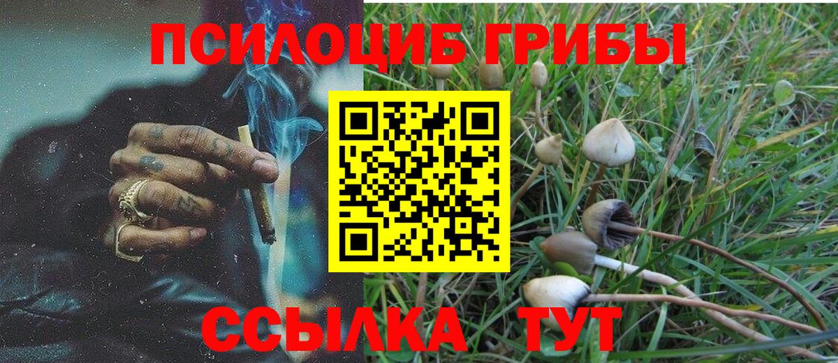 Пугачёв  Галлюциногенные грибы Psilocybine cubensis  Вход с VPN 